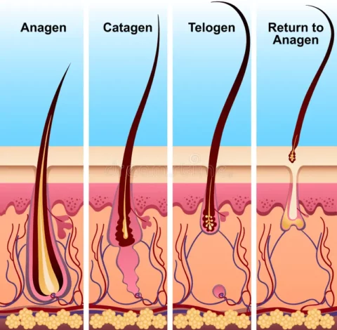 Four stages of hair growth